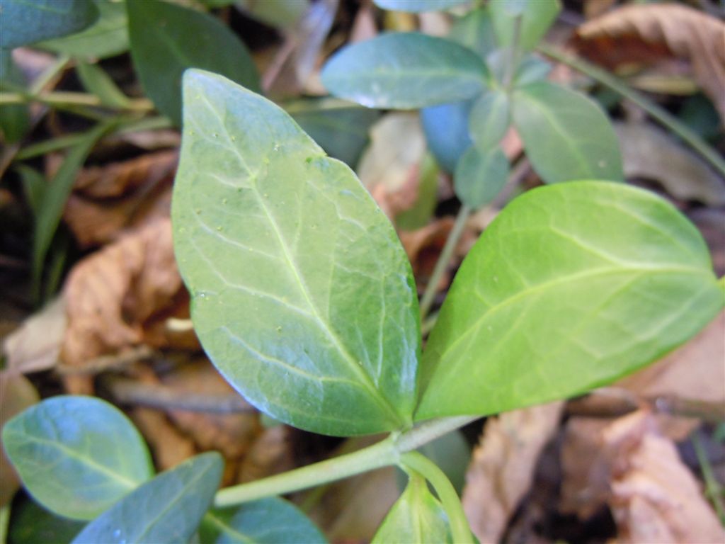 Fiori blu-violacei - Vinca minor L.
